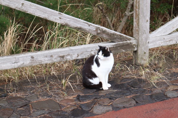 桜島に住んでいる猫さん